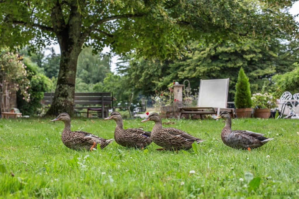 Bed and Breakfast La Ferme De Marie Eugenie Bruailles Exterior foto